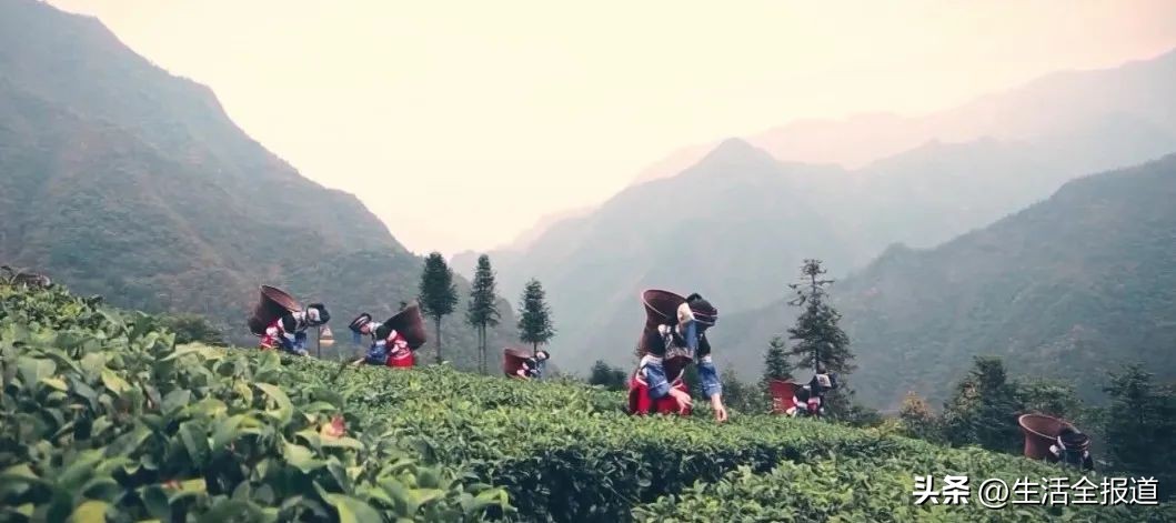 婀栧寳鎵惰传鑼跺彾,鎵惰传瀵瑰彛甯壎婀栧寳