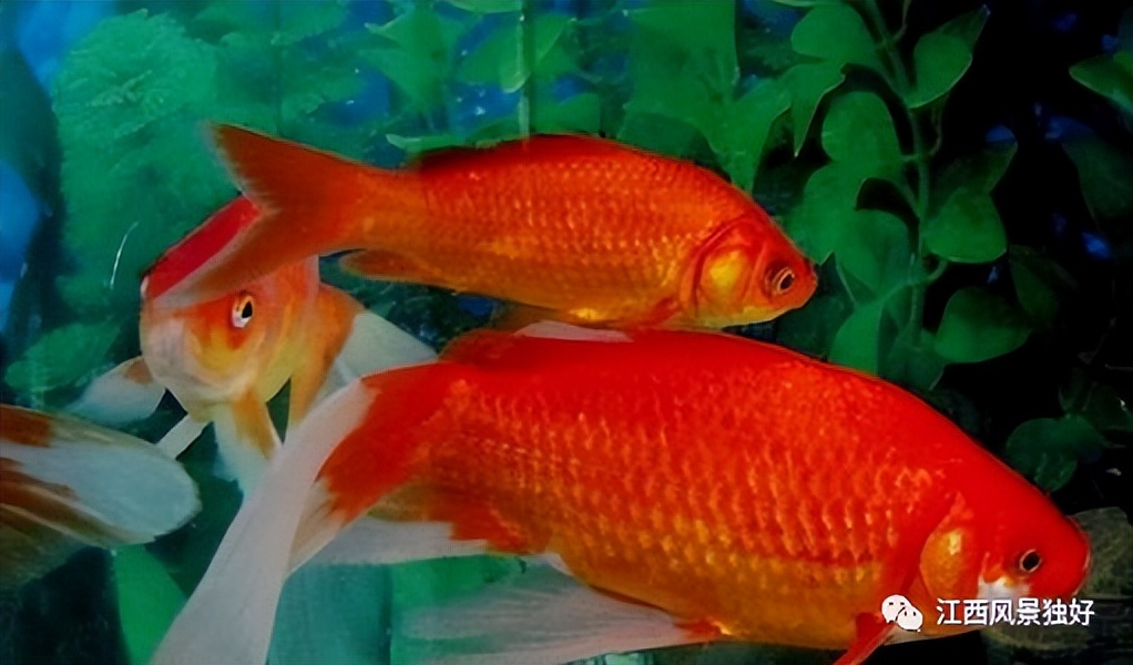 朱虹解读,朱虹讲述