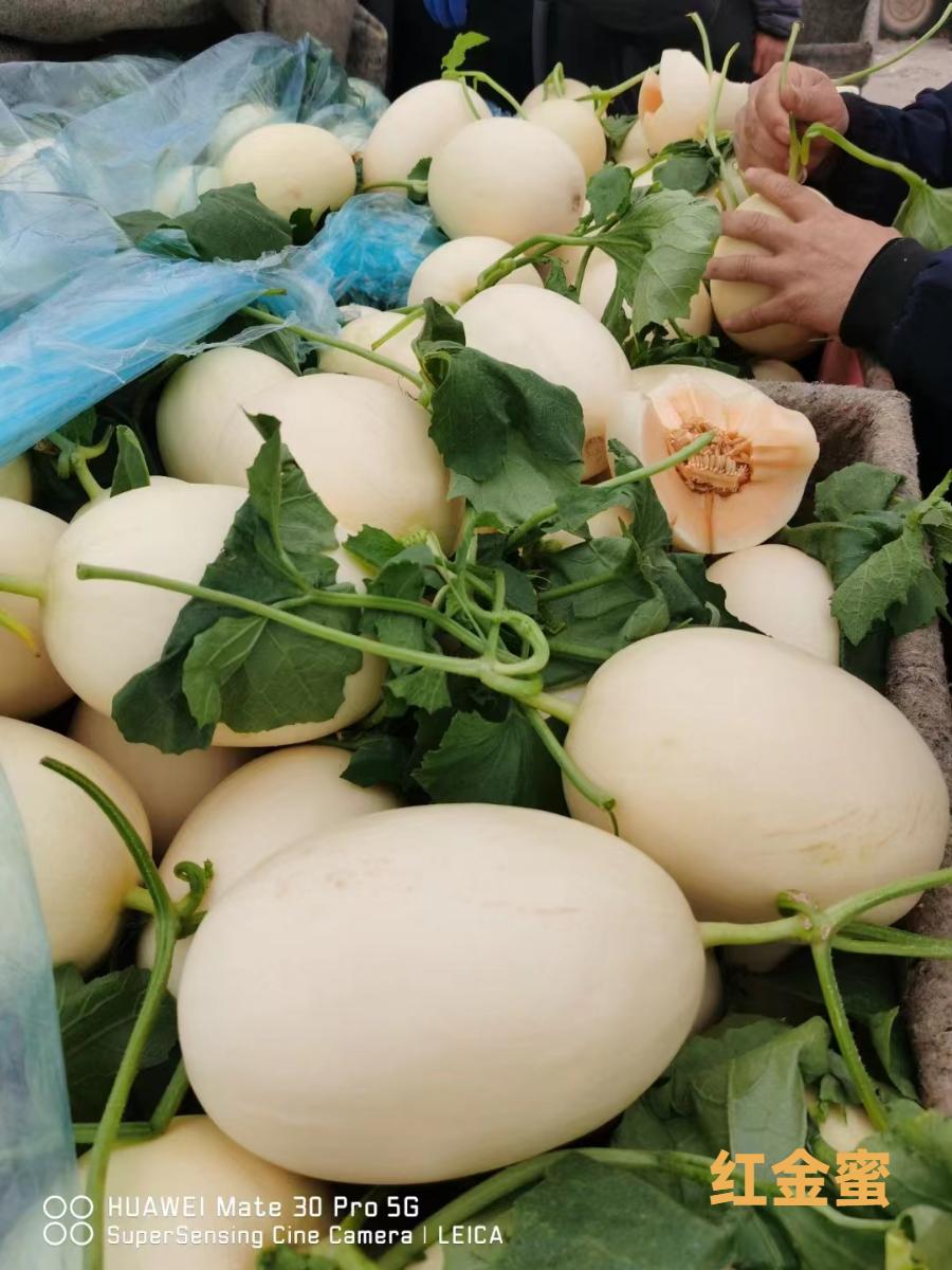 甜瓜新品种5762的种子价格,全国甜瓜价格最新行情