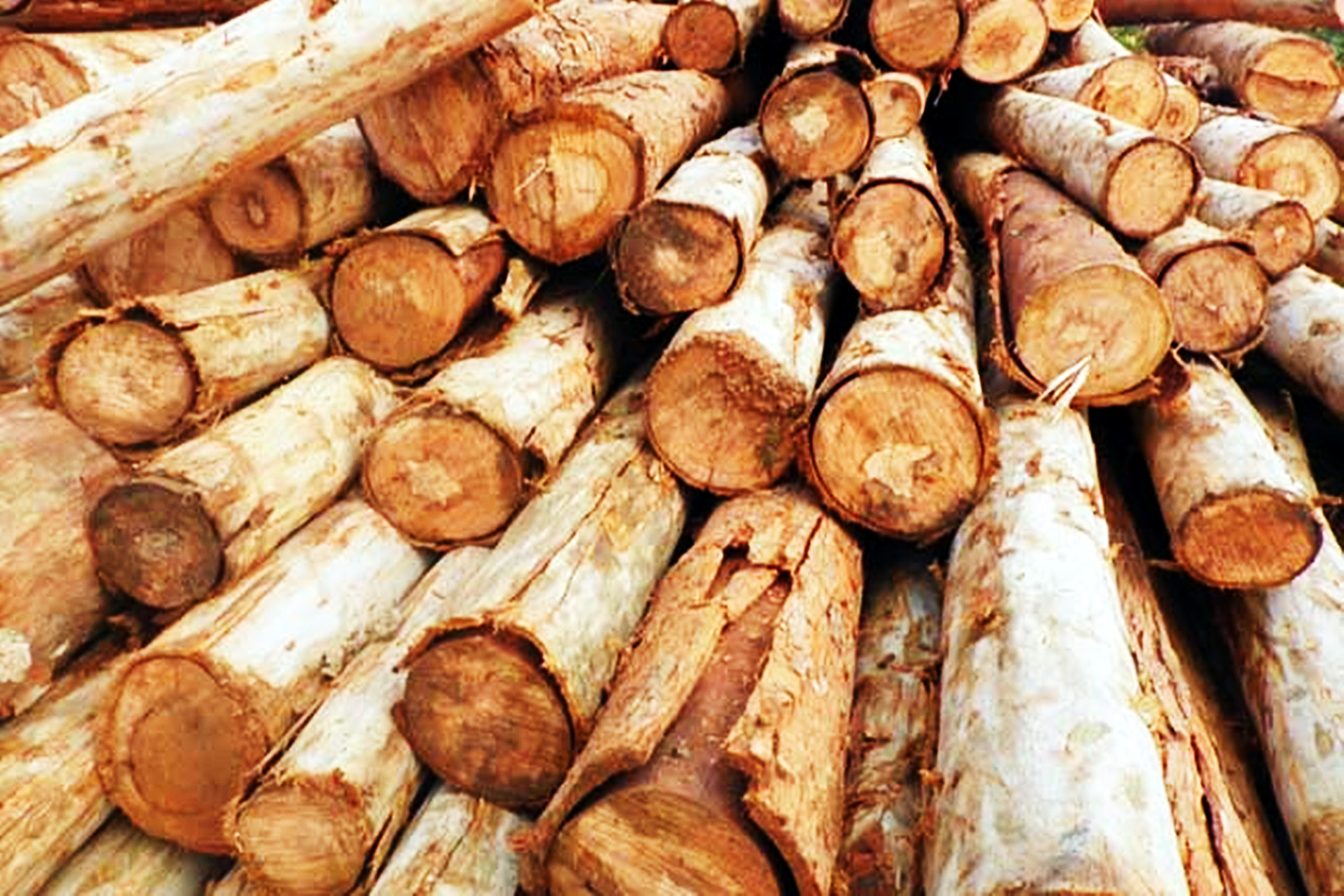 桉树木材价格涨跌趋势如何,今后桉树木材价格