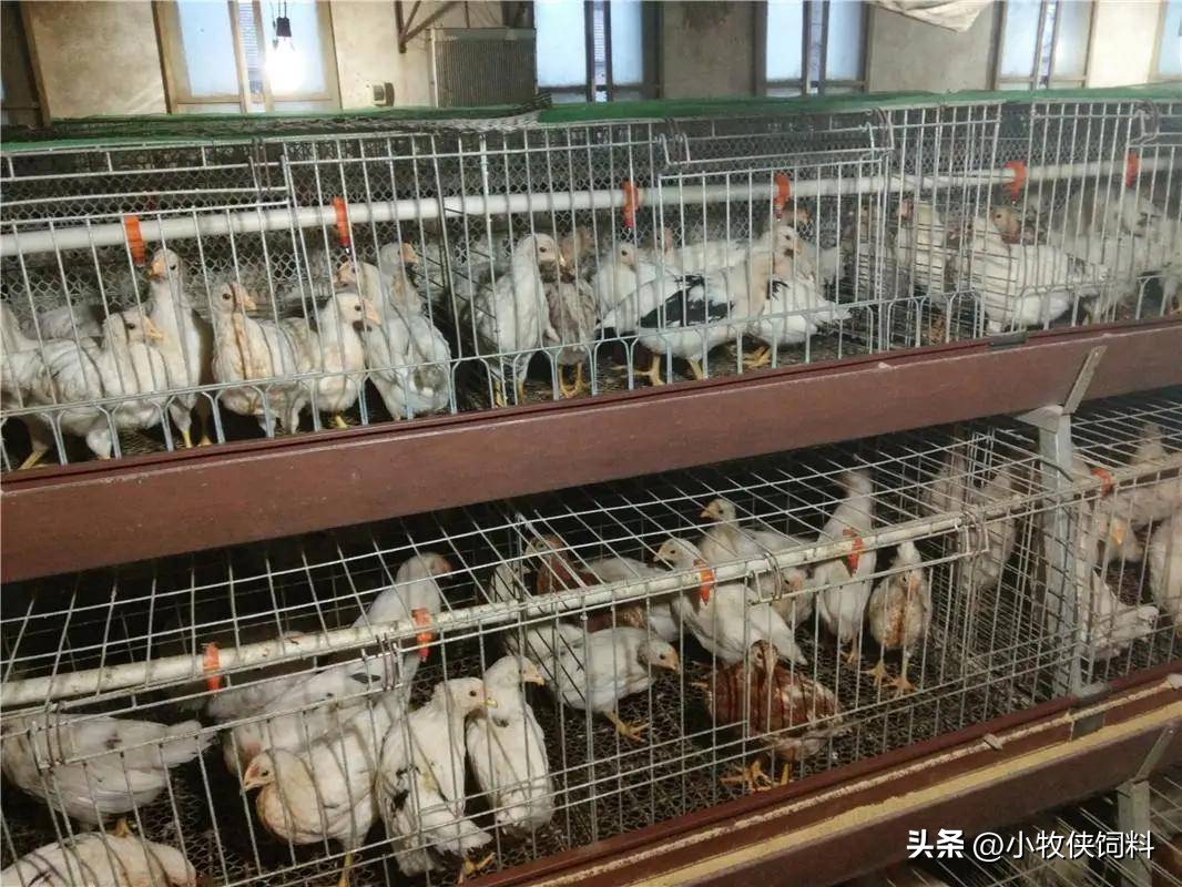 鸡气囊炎什么时候能彻底治好,鸡气囊炎的症状与防治