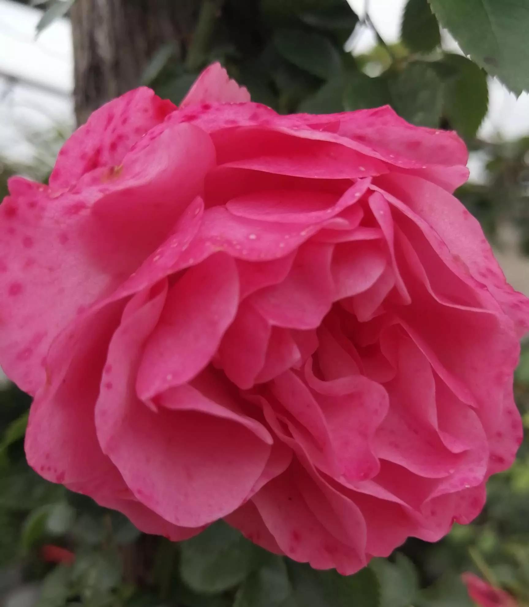 月季品种醉花,月季品种大全及图片欣赏