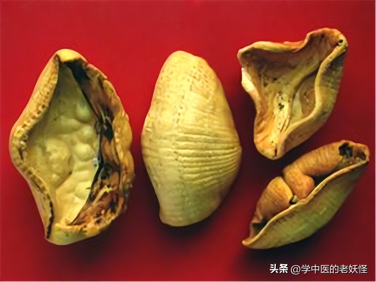 通经下乳之要药——穿山甲