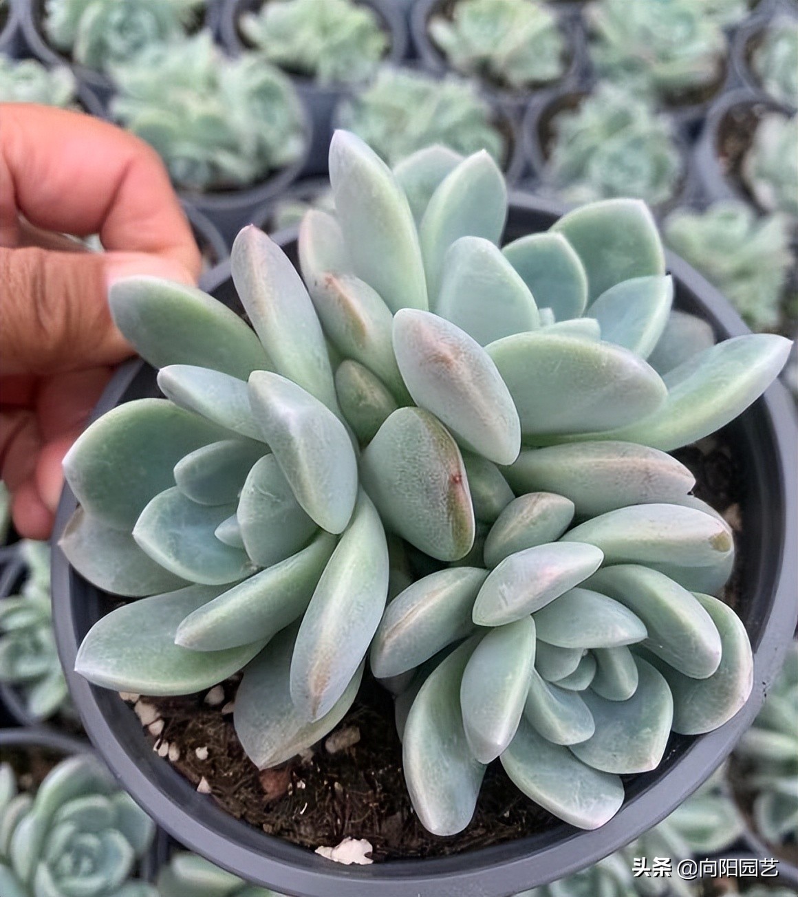 卖多肉有多暴利,多肉植物是暴利行业吗