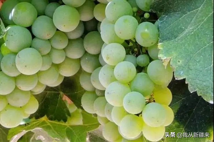 *疆新**葡萄的自我修养