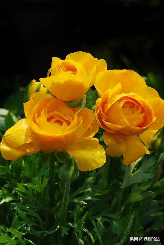 赏心悦目的花朵，风采万千，千姿百态，魅力无限，太美了