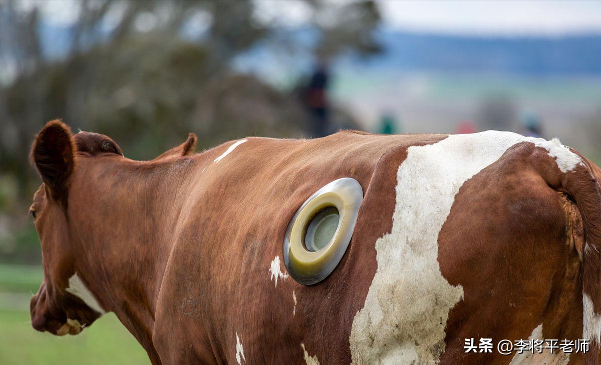 为什么外国人养牛在牛身上开个洞,现在的奶牛都在牛身上开洞吗