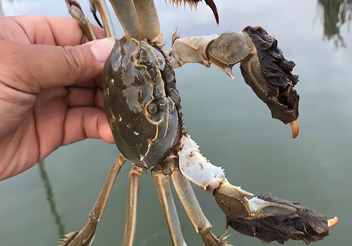 今年阳澄湖大闸蟹价格是升还是降,今年阳澄湖大闸蟹价格是多少
