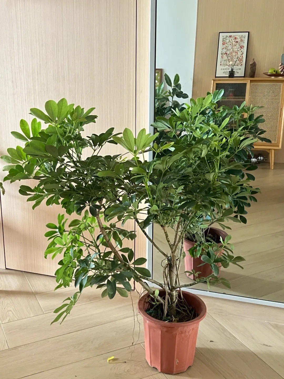 客厅最旺财的4种树,客厅种什么绿植最佳风水好