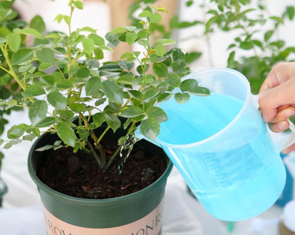 虎刺梅大花品种磷酸二氢钾,磷酸二氢钾促花促果用多少倍