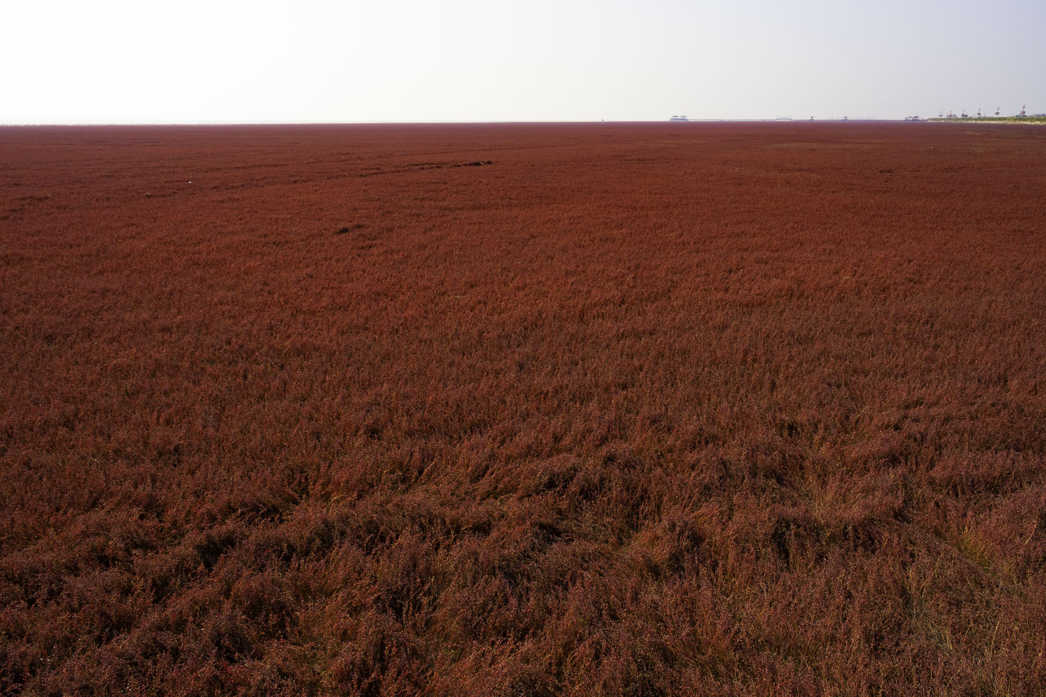 盘锦红海滩三角洲入口,沈阳自驾盘锦红海滩