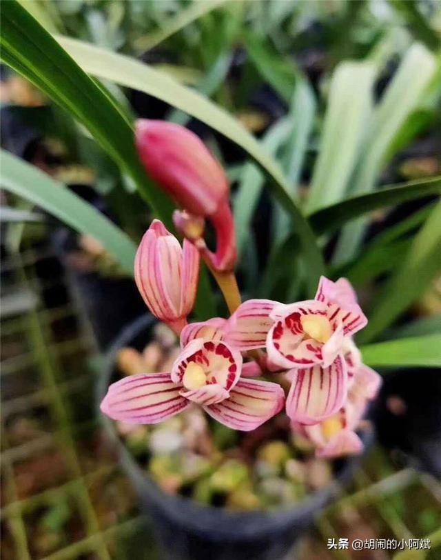 连城价值1200万元的天价兰花,曾经天价的8种兰花如今跌落神坛