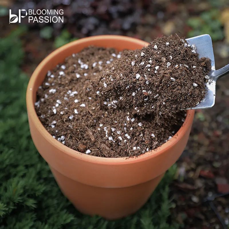 地栽月季雨天积水怎么办,雨季月季光照不足怎么办