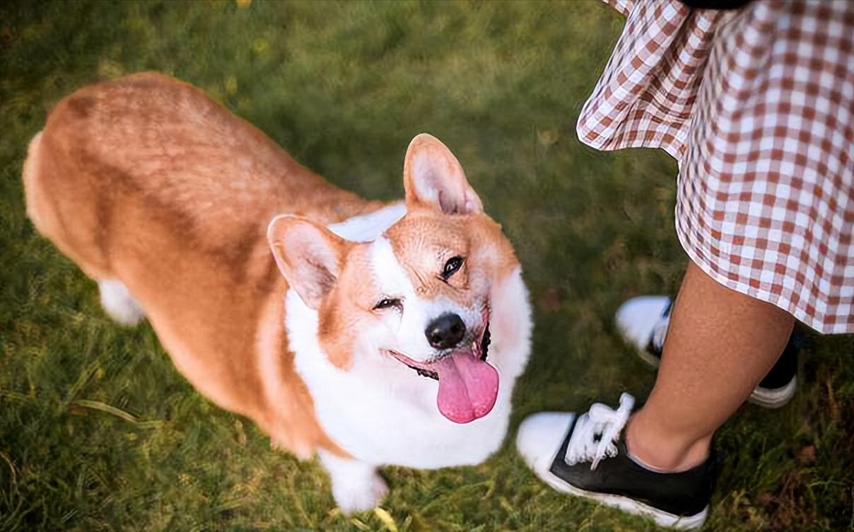 怎么选一条家狗,狗市选狗技巧
