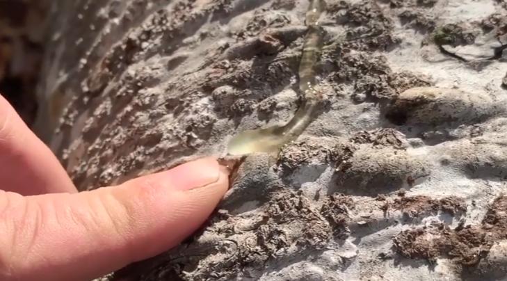 美国的摇钱树，收集到这种昂贵的树脂，就能轻松月入百万