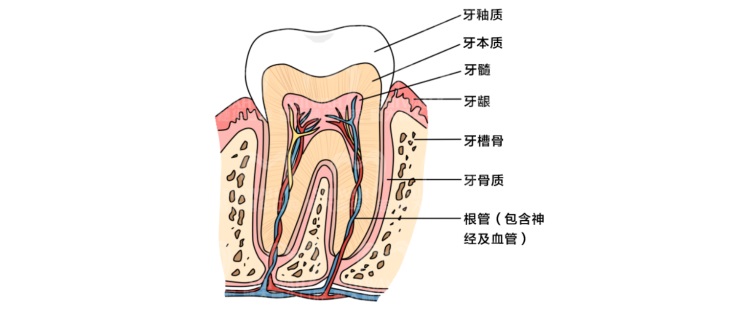 牙齿真的是被虫子吃掉的吗,牙齿是怎么进虫子的