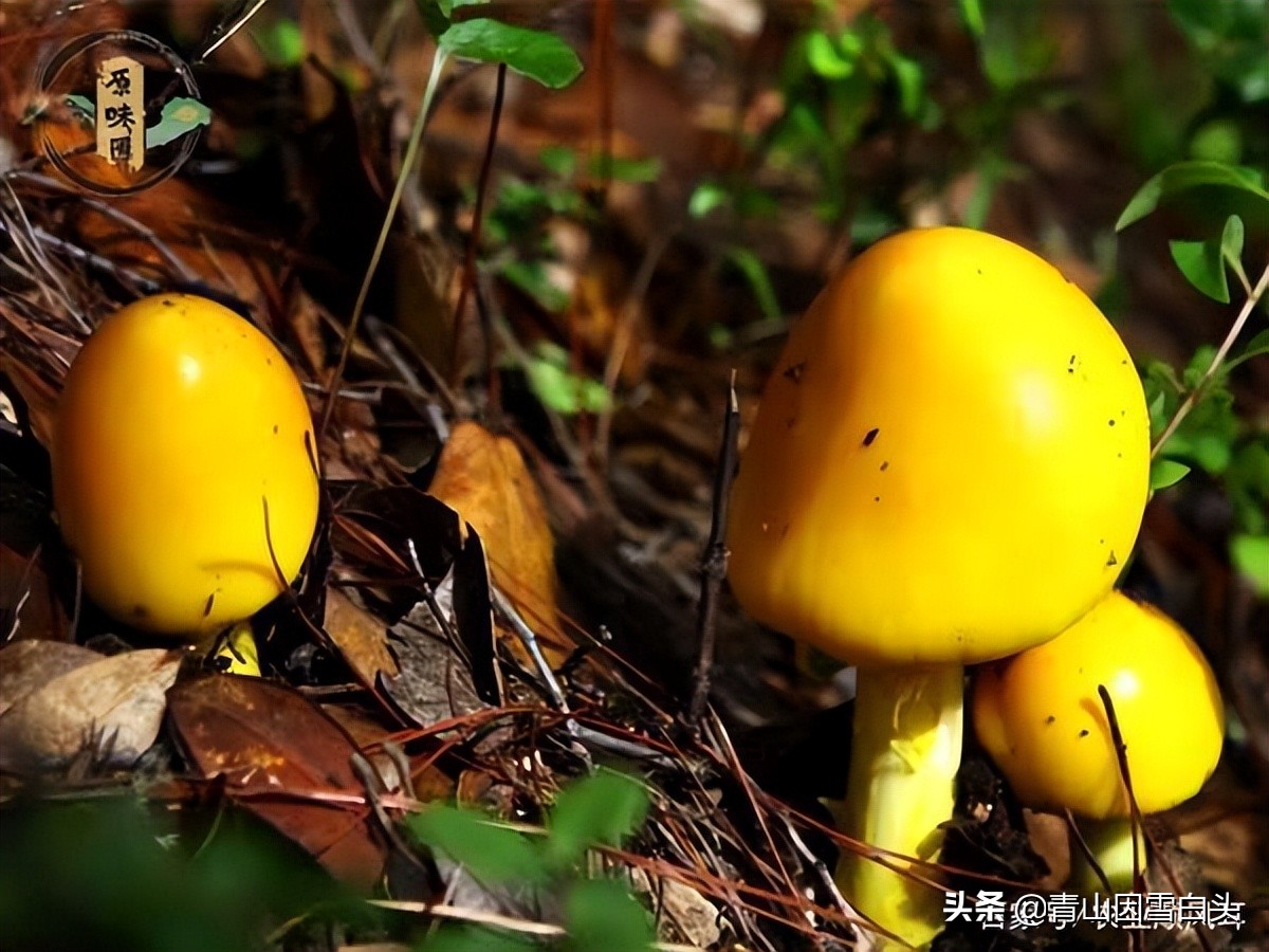 适合目前在农村创业的项目,五个适合农村创业的好项目推荐