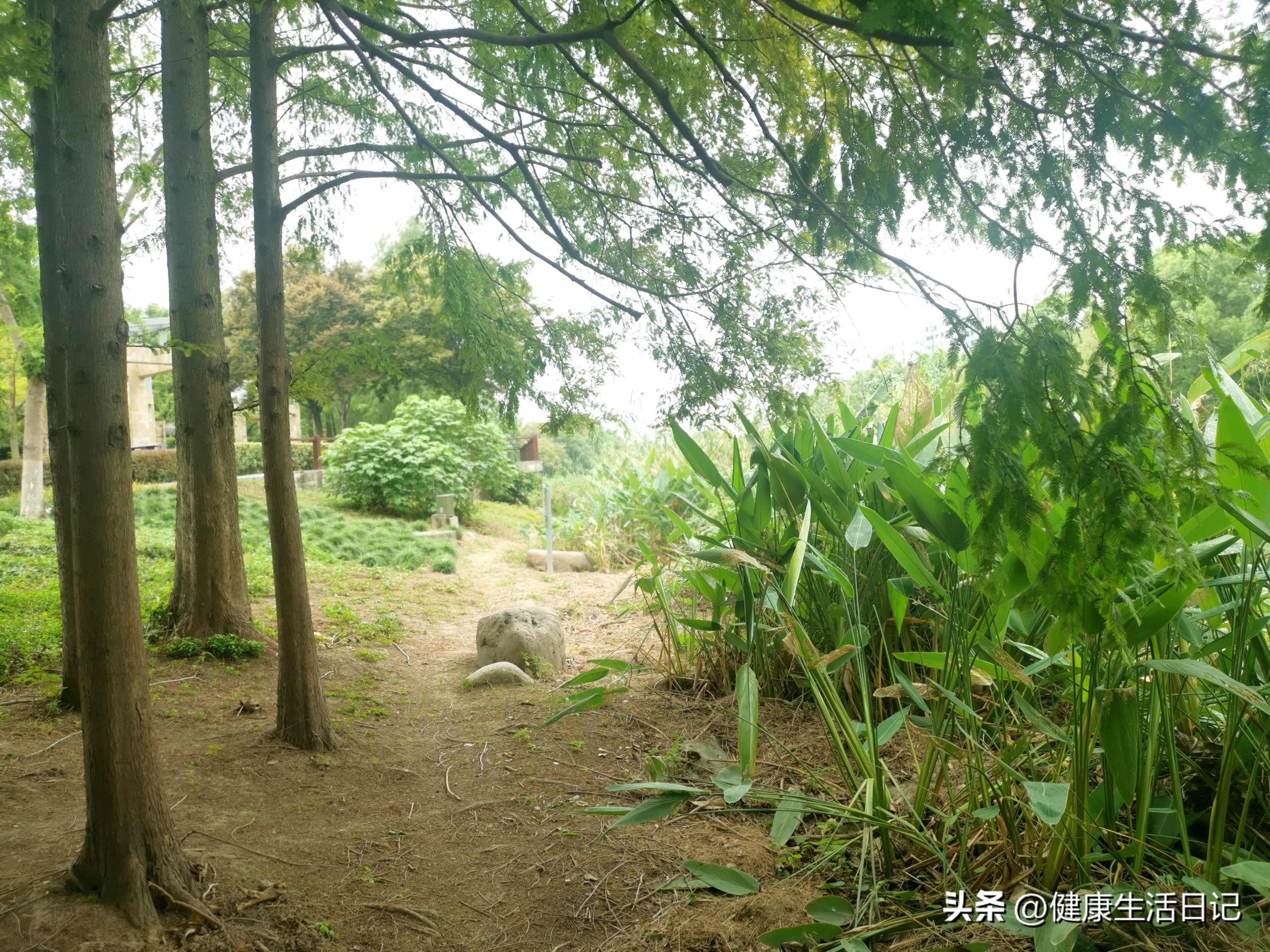 上海三林的公园,上海浦东三林公园在哪里