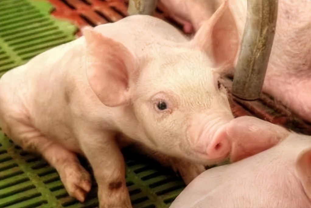 猪身上凉不吃食是什么症状,猪身体发凉吃食正常是什么原因