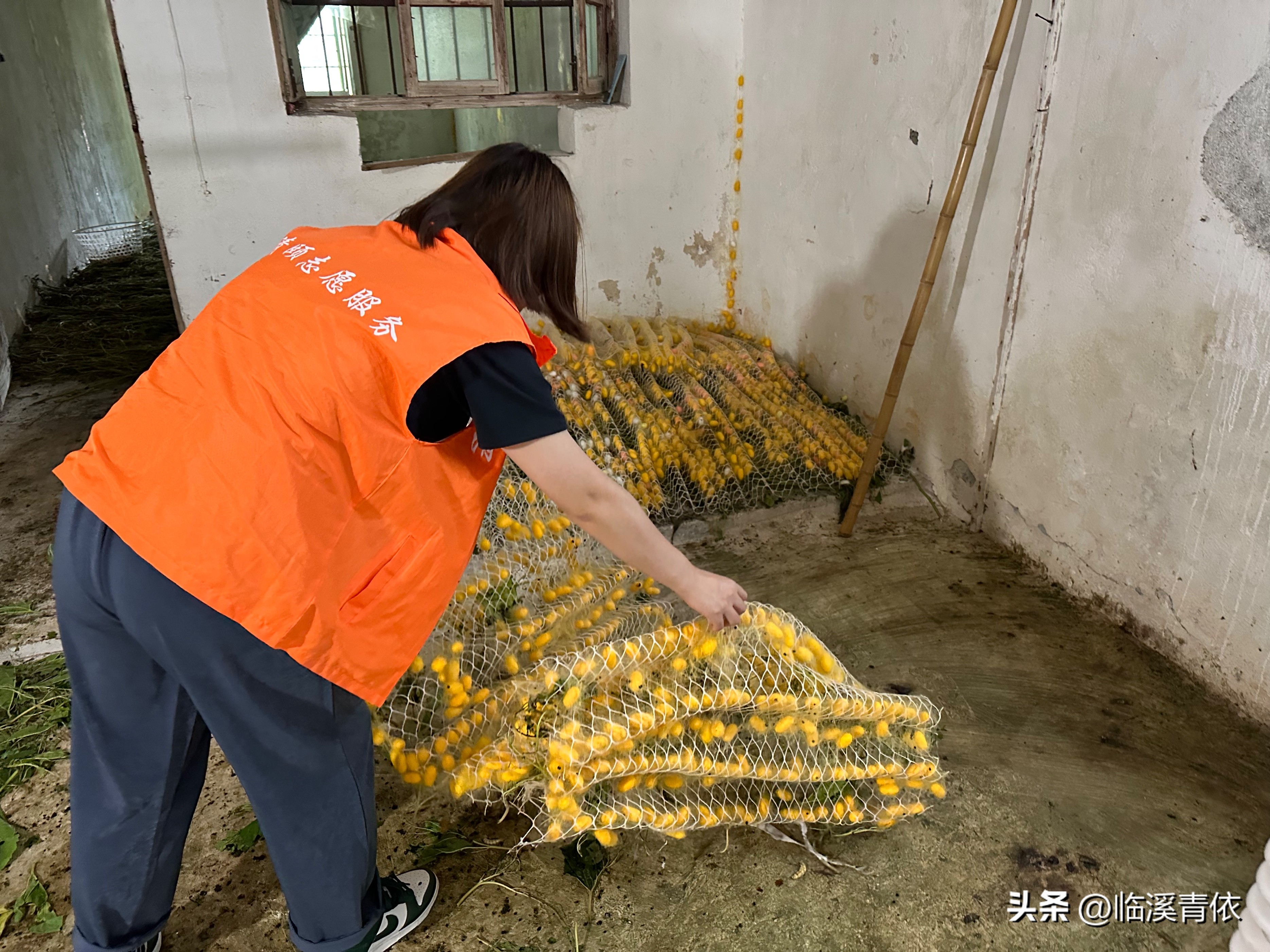 五心吾安——五彩蚕茧致富增收