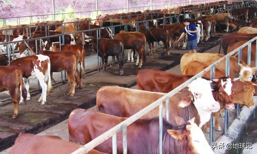 为什么印度这么多人口还出口粮食,印度为什么出口粮食便宜国内贵