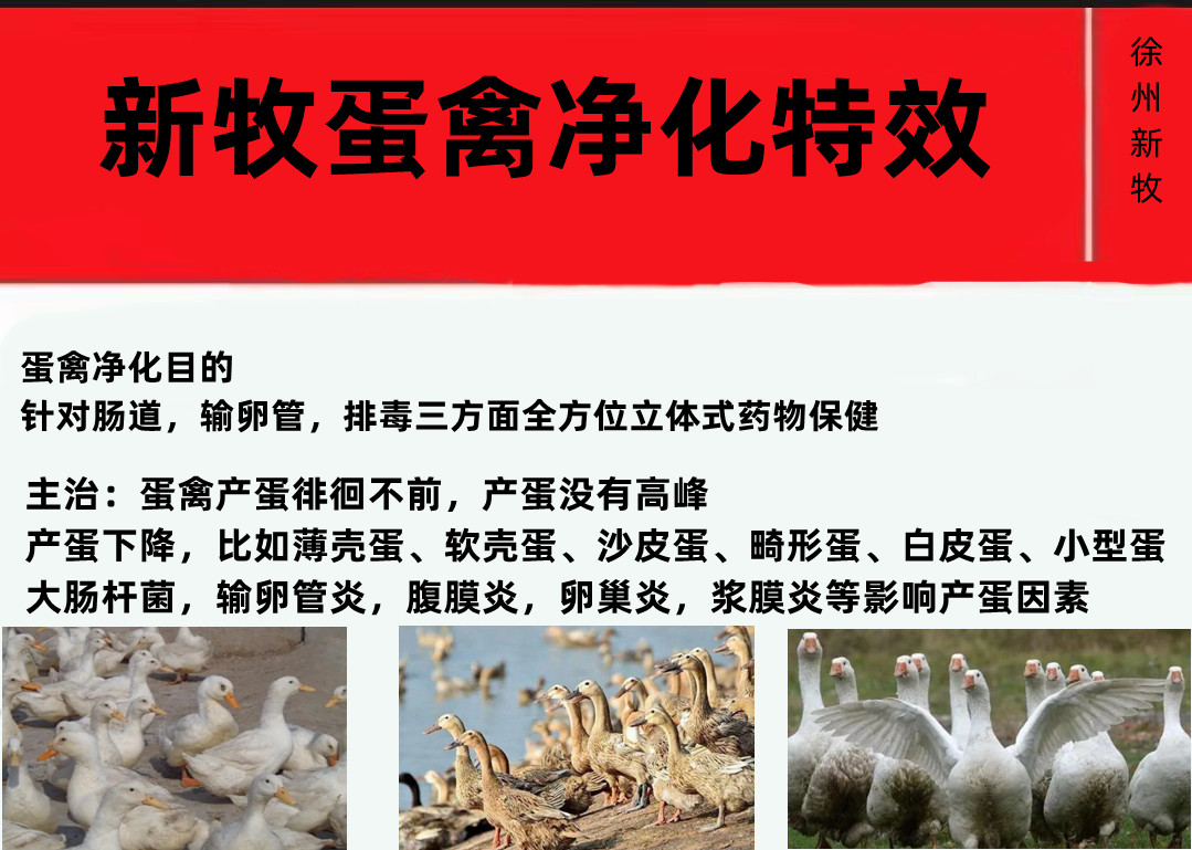 鸭蛋怎么提高蛋鸭下蛋率,鸡蛋鸭蛋怎么帮助出壳