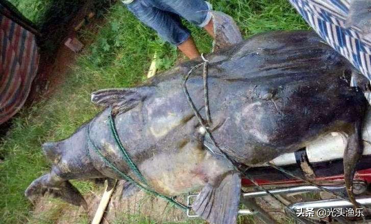 中国十大淡水巨型鱼,全球体型最大的十大淡水鱼类排行