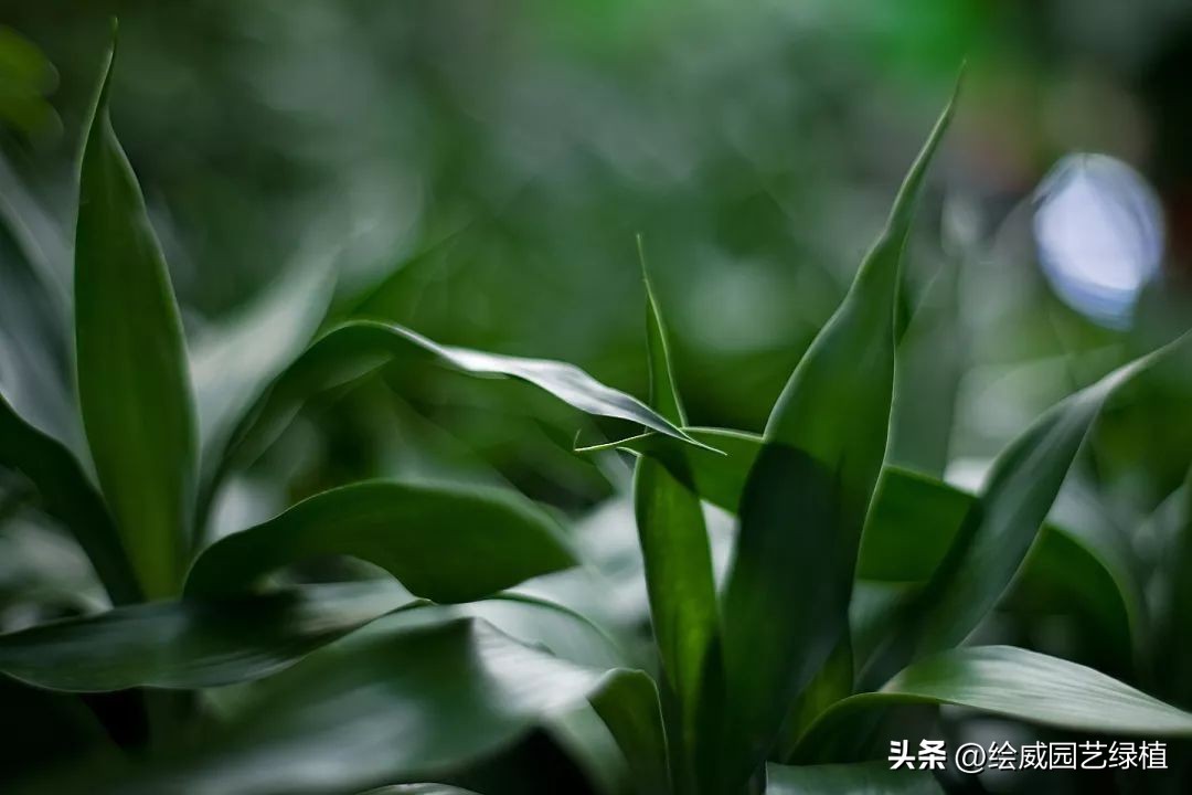 8种超好寓意的绿植旺财又旺人,7种霸气植物寓意吉祥子孙富贵