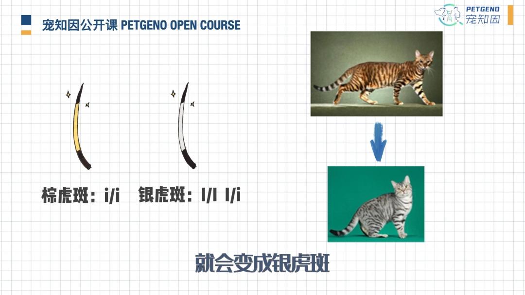猫身上掉下来有白色颗粒是什么,猫身上白色的是什么