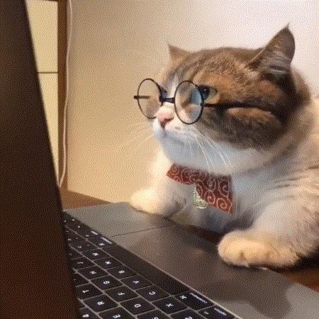 养猫的100个怪癖,养猫变态