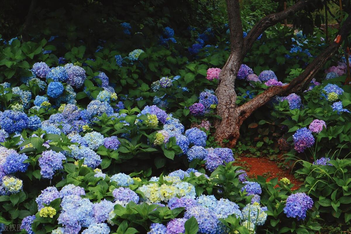 武汉五月看花的地方有哪些,武汉五月的花海