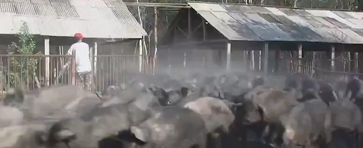 农村老汉嗜酒,农村大哥嗜酒如命