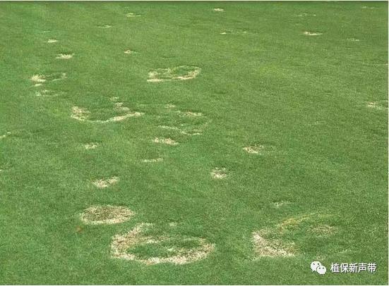 草坪锈病的病害预测及防治策略,草坪病害识别与防治