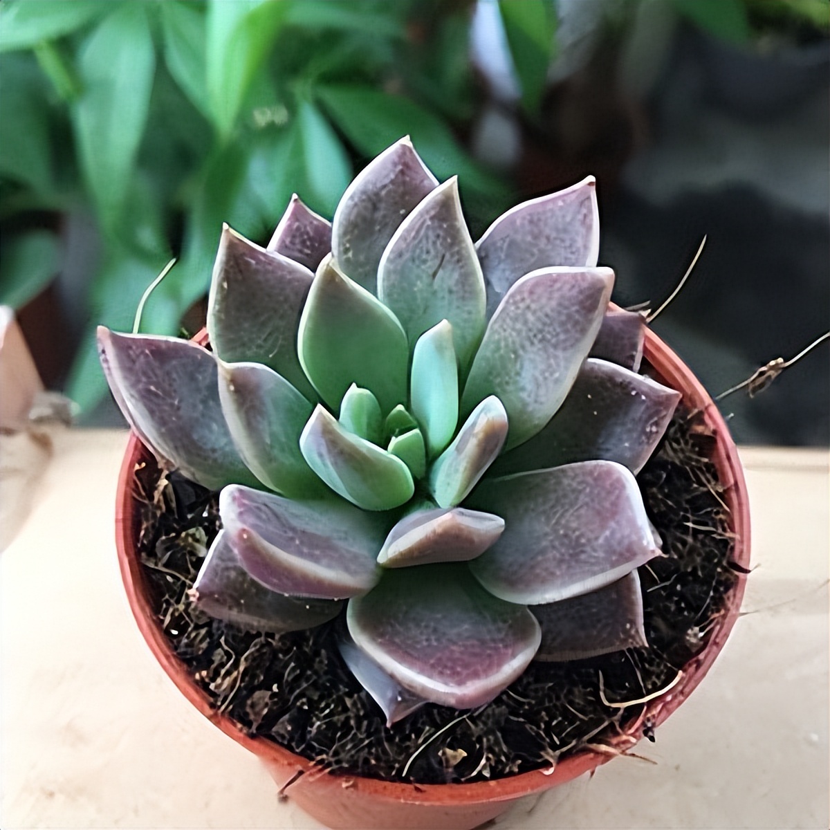 102个大类近500个多肉植物图片，都极其美丽，建议在家中也养一盆