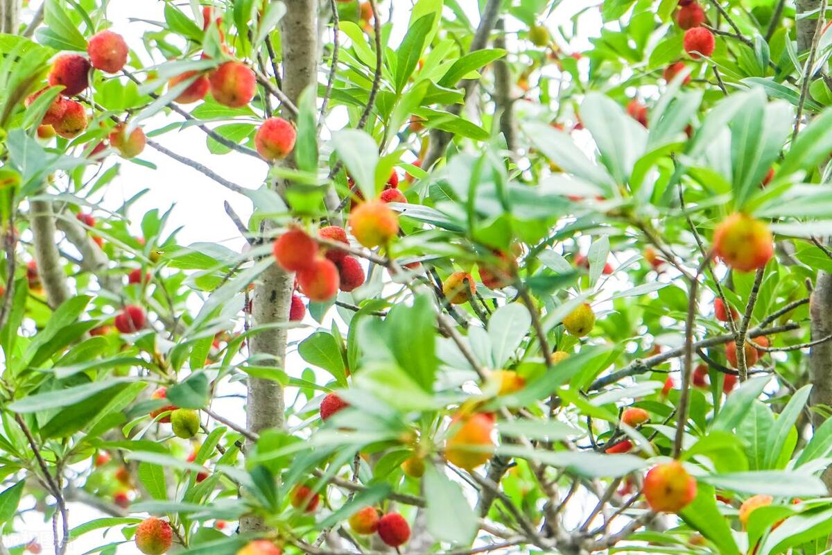 70岁老人每月7000元招保姆,保姆一个月7000