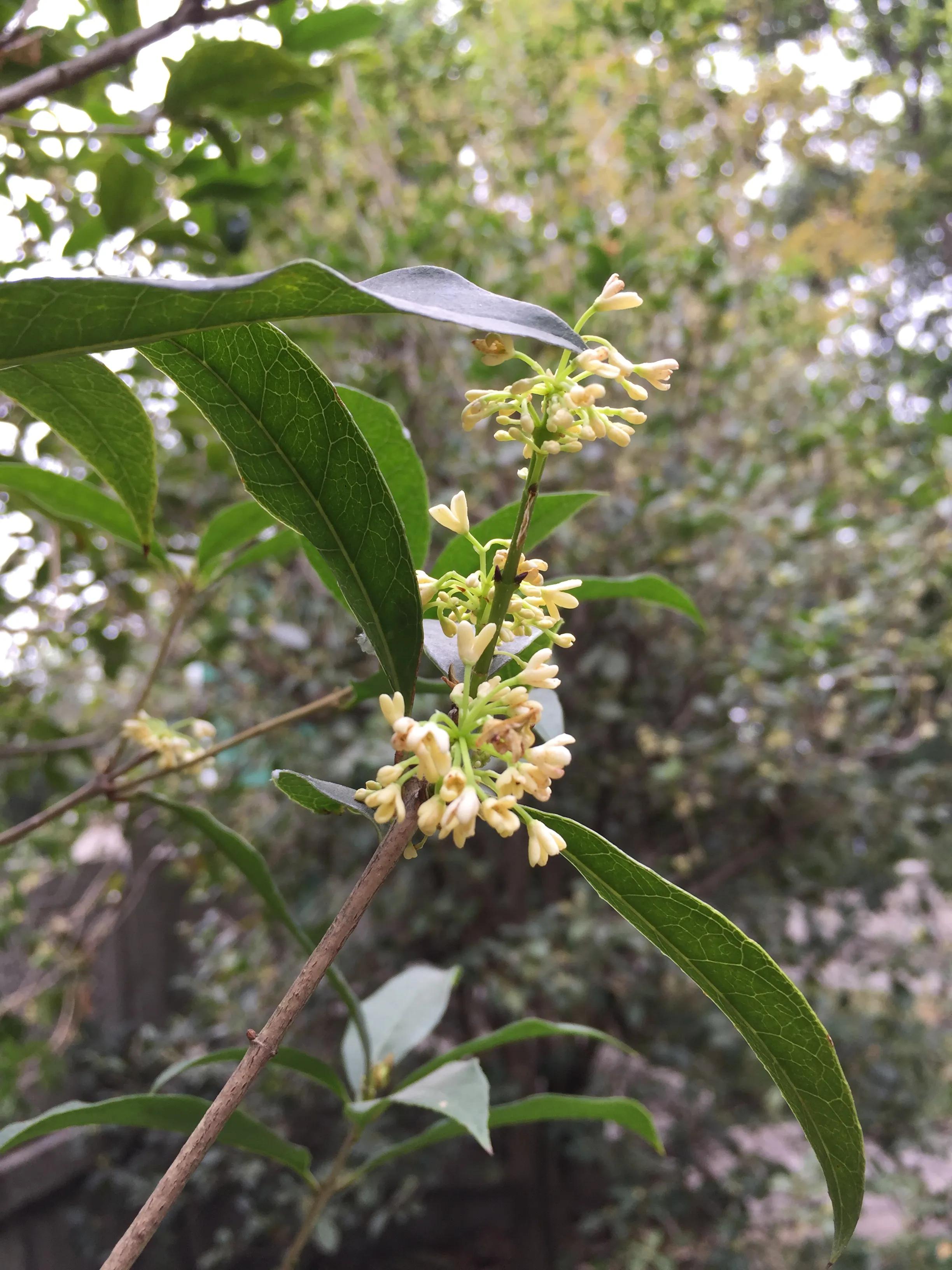 iphone5系列拍照最好的,iphone5细节拍照