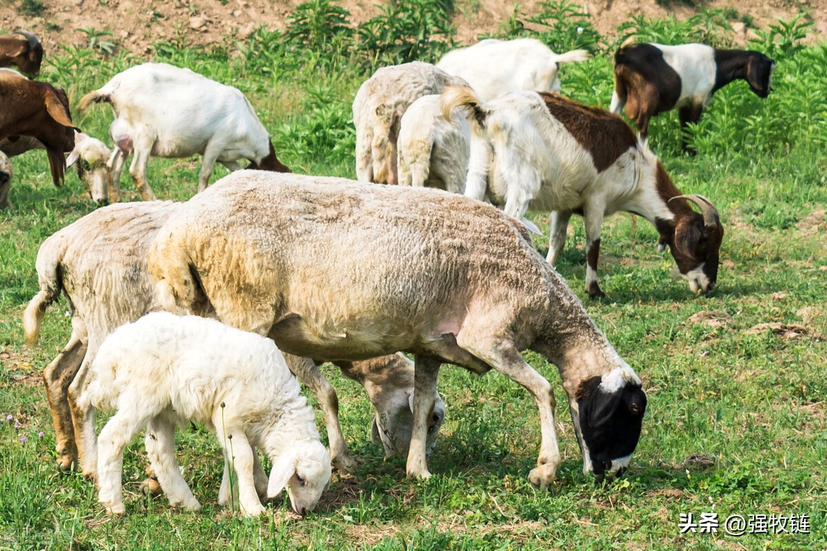 僵羊怎么调理,僵羊怎么处理最好