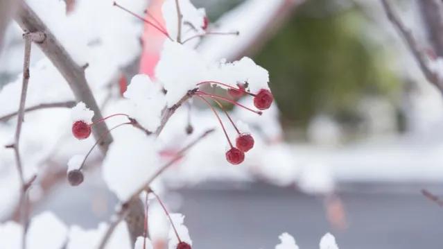 *园春沁**•虎年初雪