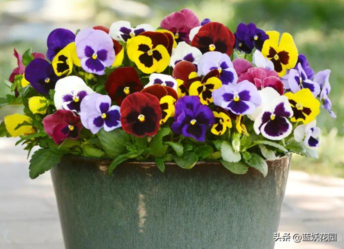 8种一次性花，开完就丢，别浪费感情，看看你养了几种。