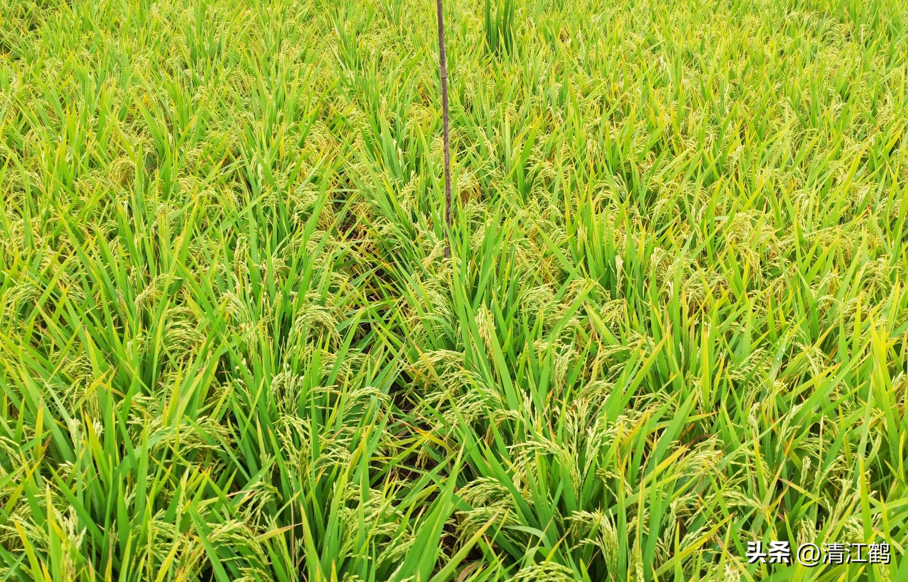 农作物最佳施肥时间和方法,作物长得不旺怎么办