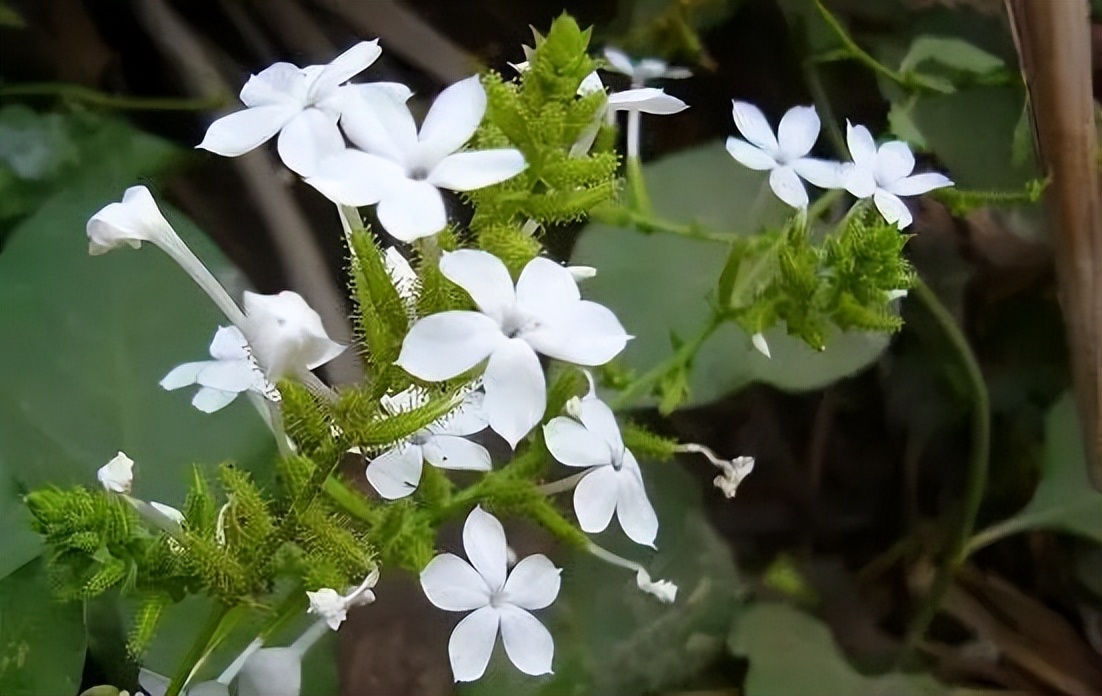 植物识别小口诀，总结的太全了！
