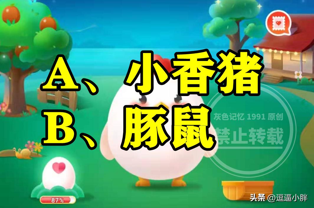 荷兰猪是胎生动物还是卵生动物,类似荷兰猪的宠物有哪些