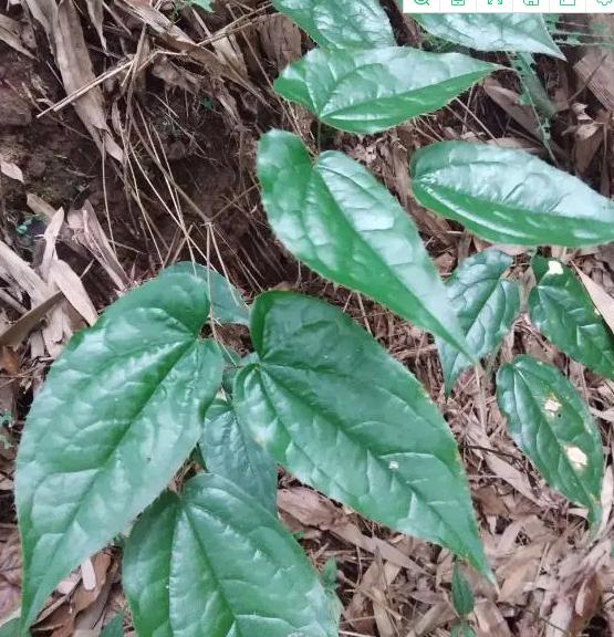 淫羊藿农村地里能找到吗,北方有淫羊藿的植物图片
