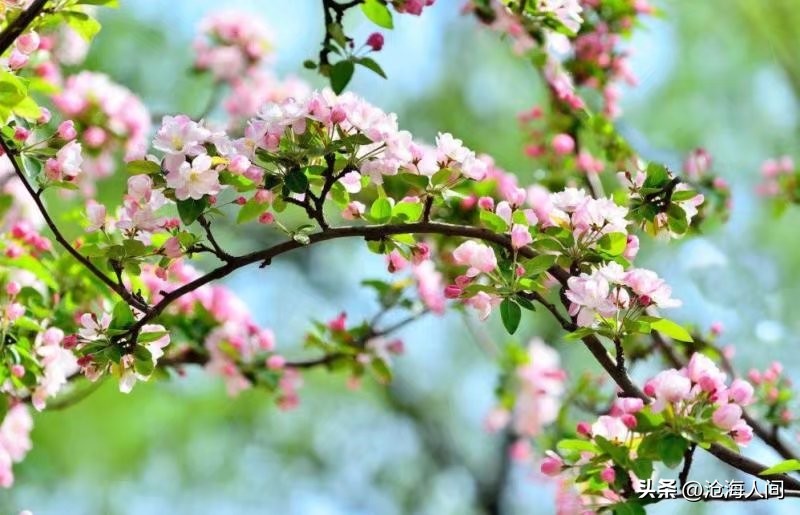 风花雪月藏头诗图片,七绝苍山洱海风花雪月
