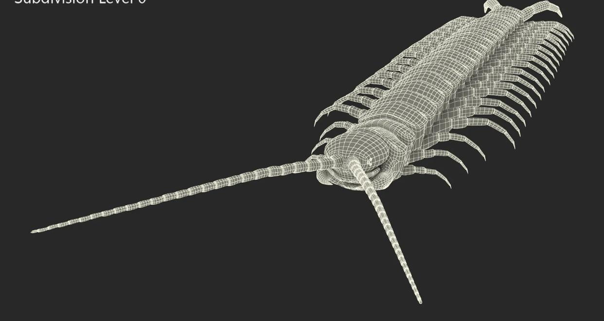 你见过1m长的巨型蜈蚣吗,一只巨型蜈蚣有多大