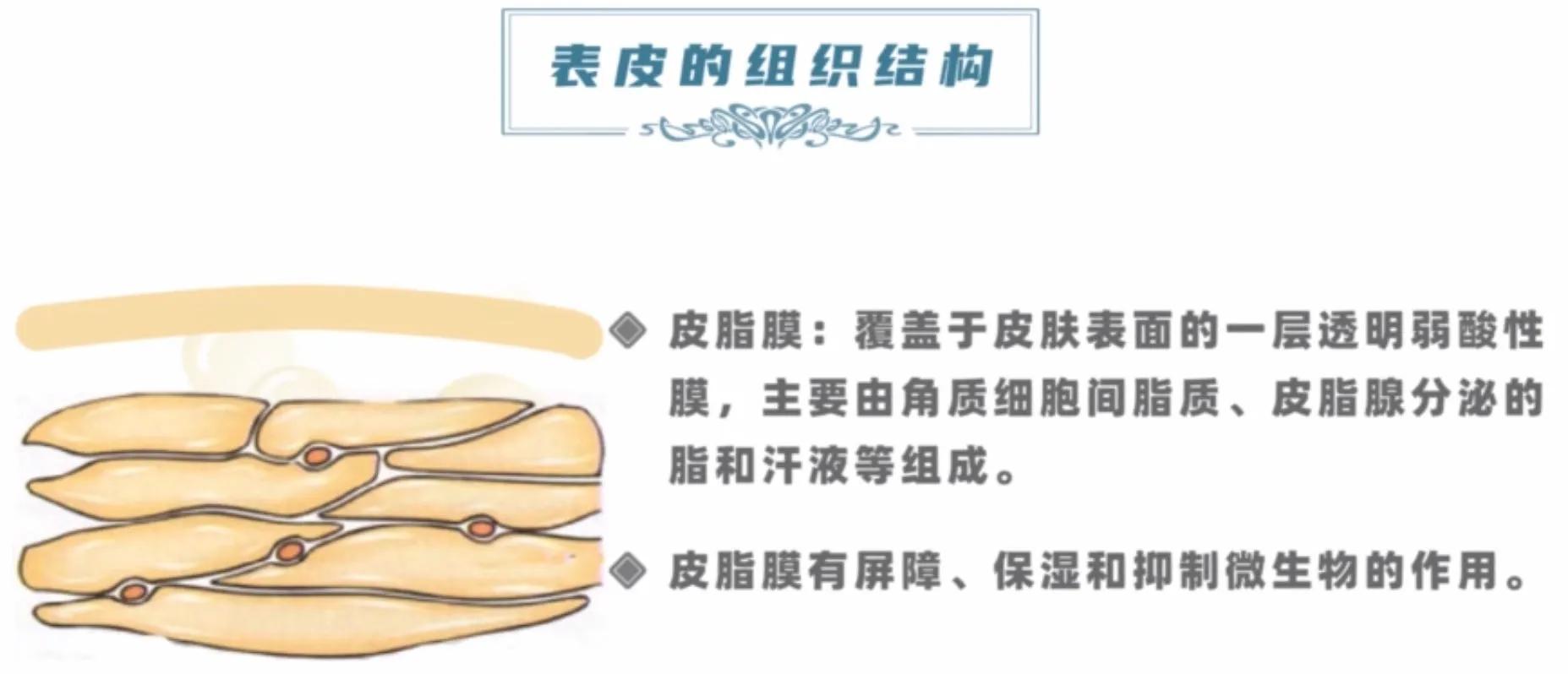 你真的认识你的皮肤吗,你了解你的皮肤吗