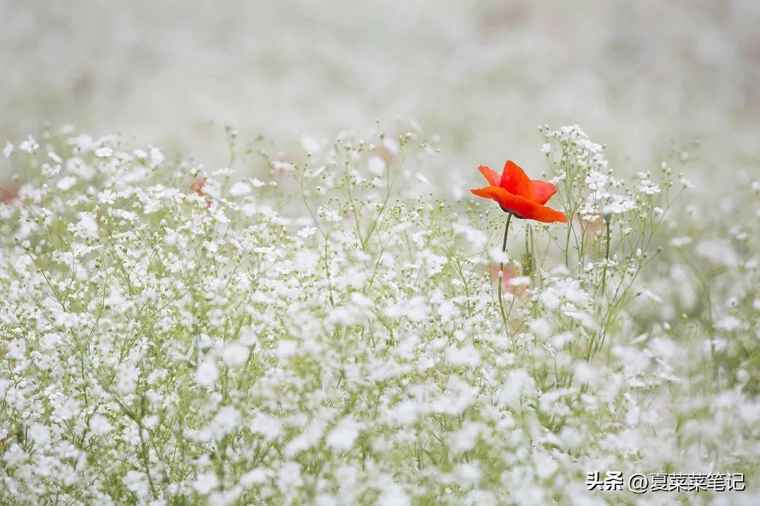 父母养老问题独生子女难吗,父母养老的心酸