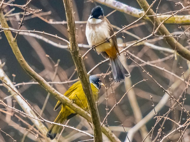 唐朝杜甫绝句,唐代诗人杜甫的经典名句