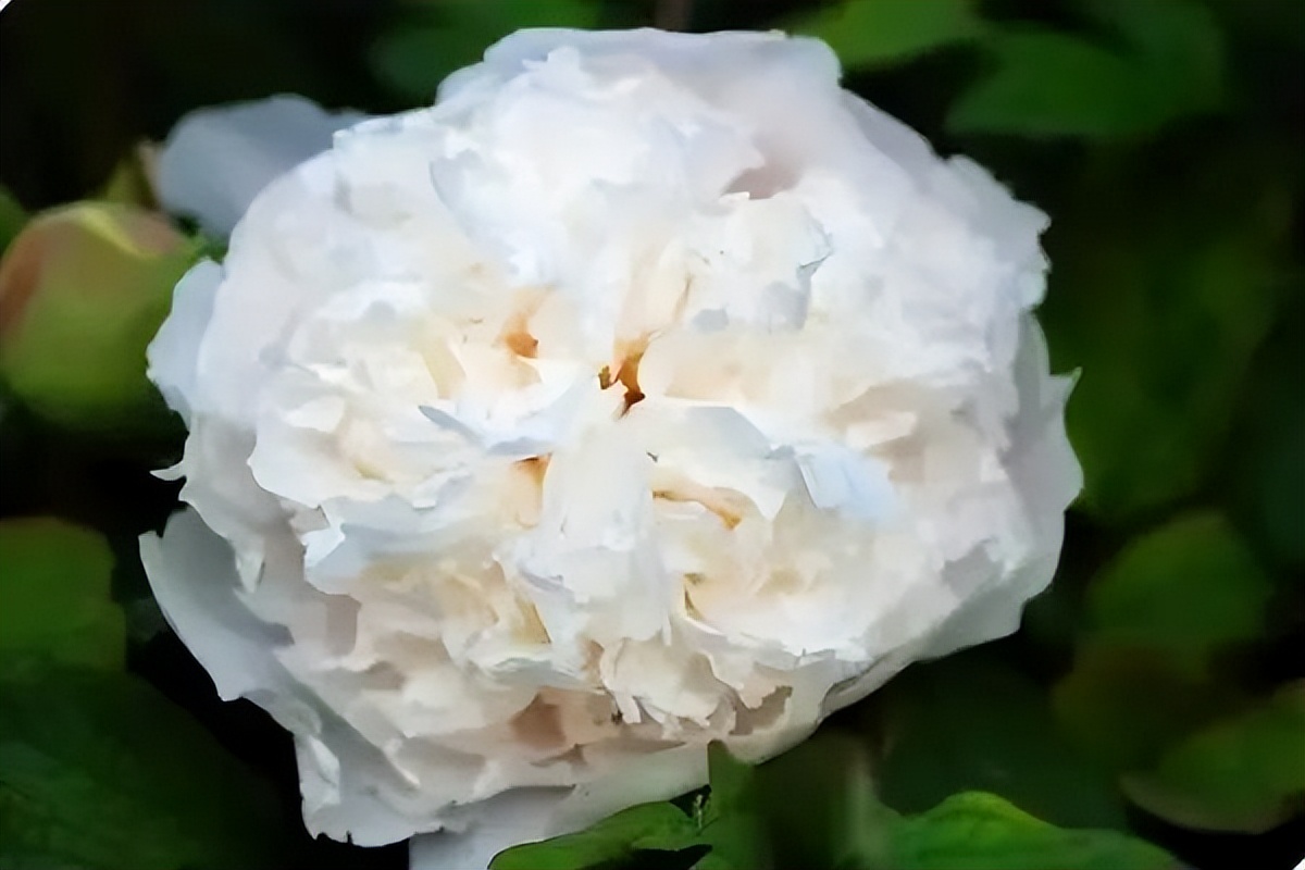 国色天香牡丹花魏紫,国色天香魏紫