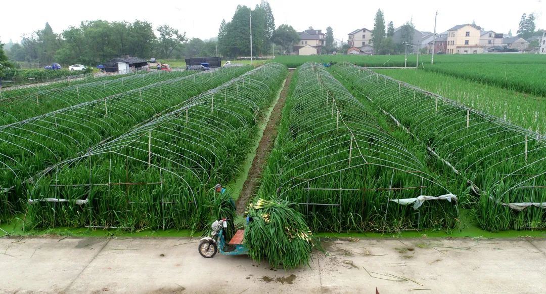 这个周六，瓶窑张堰千“茭”百态初夏游，约不？